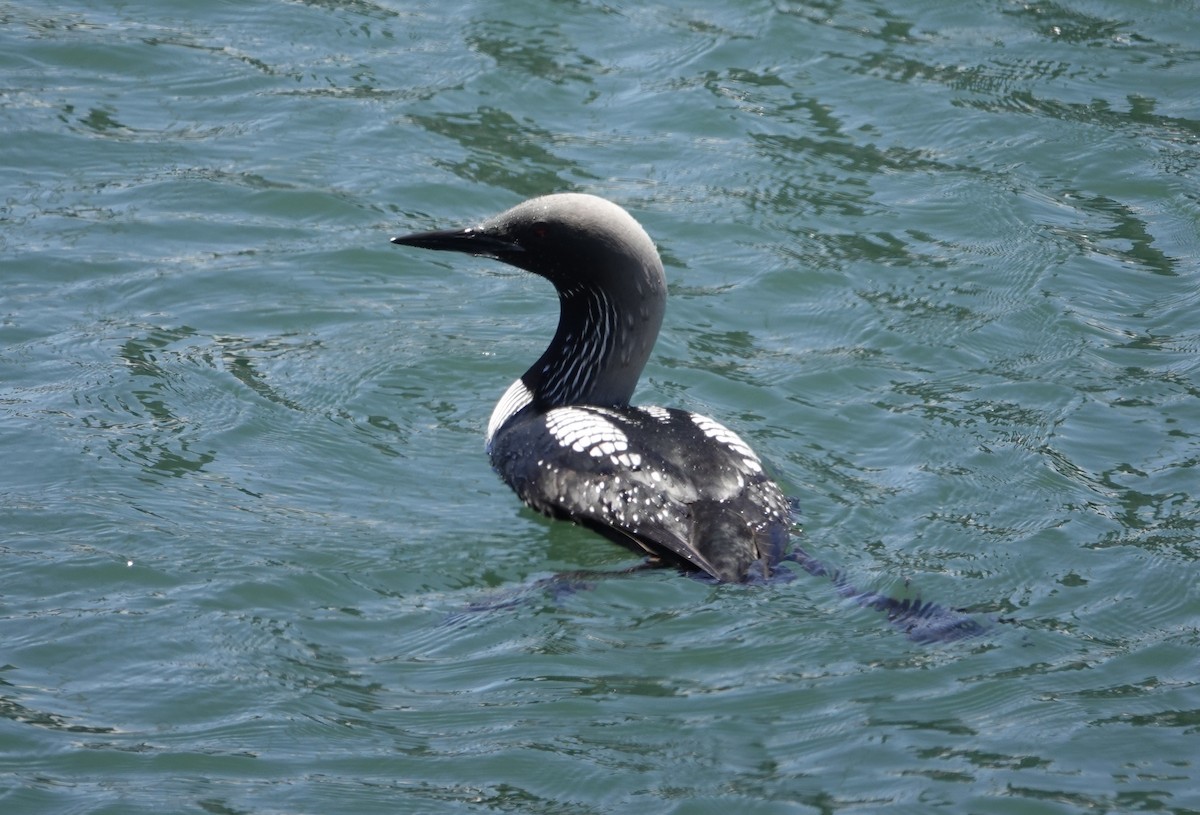 Pacific Loon - ML620026588