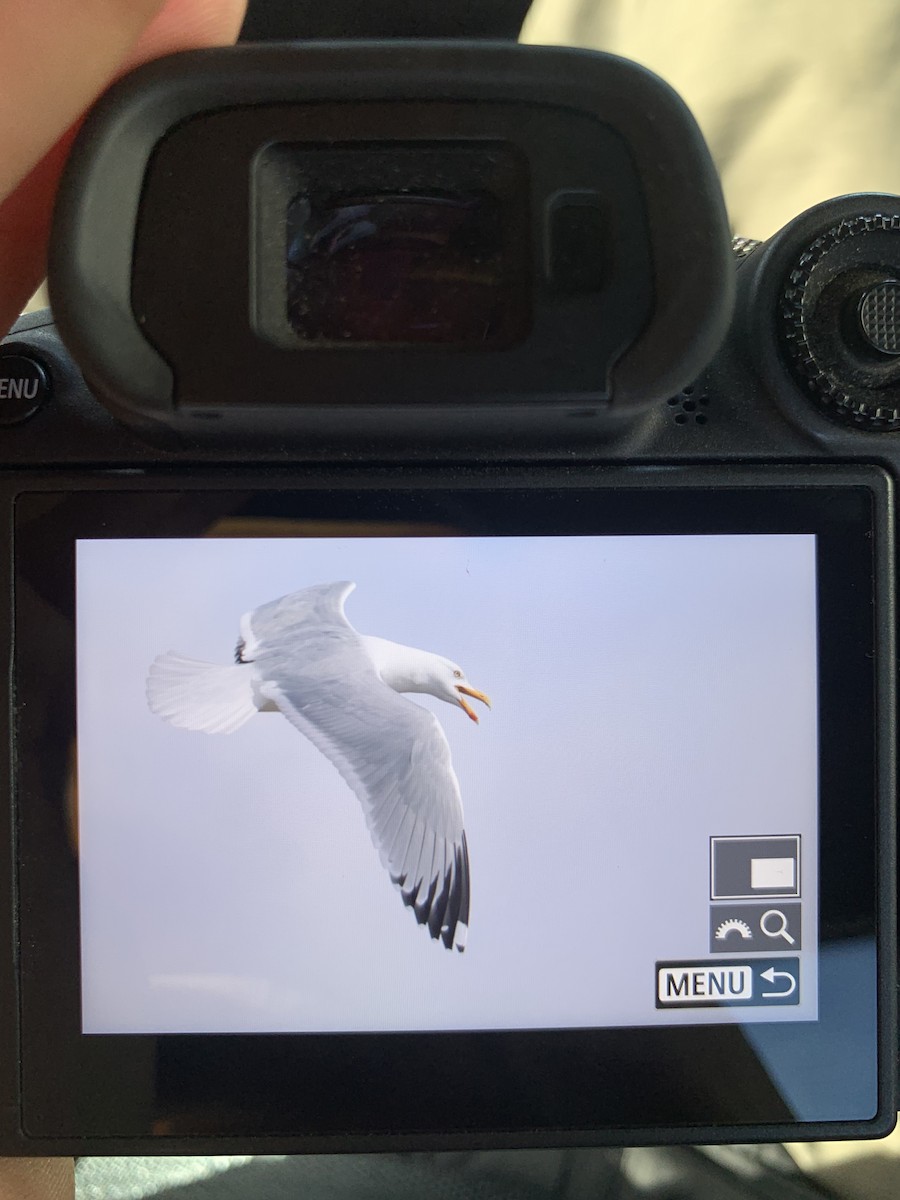 Herring Gull - Liam Singh