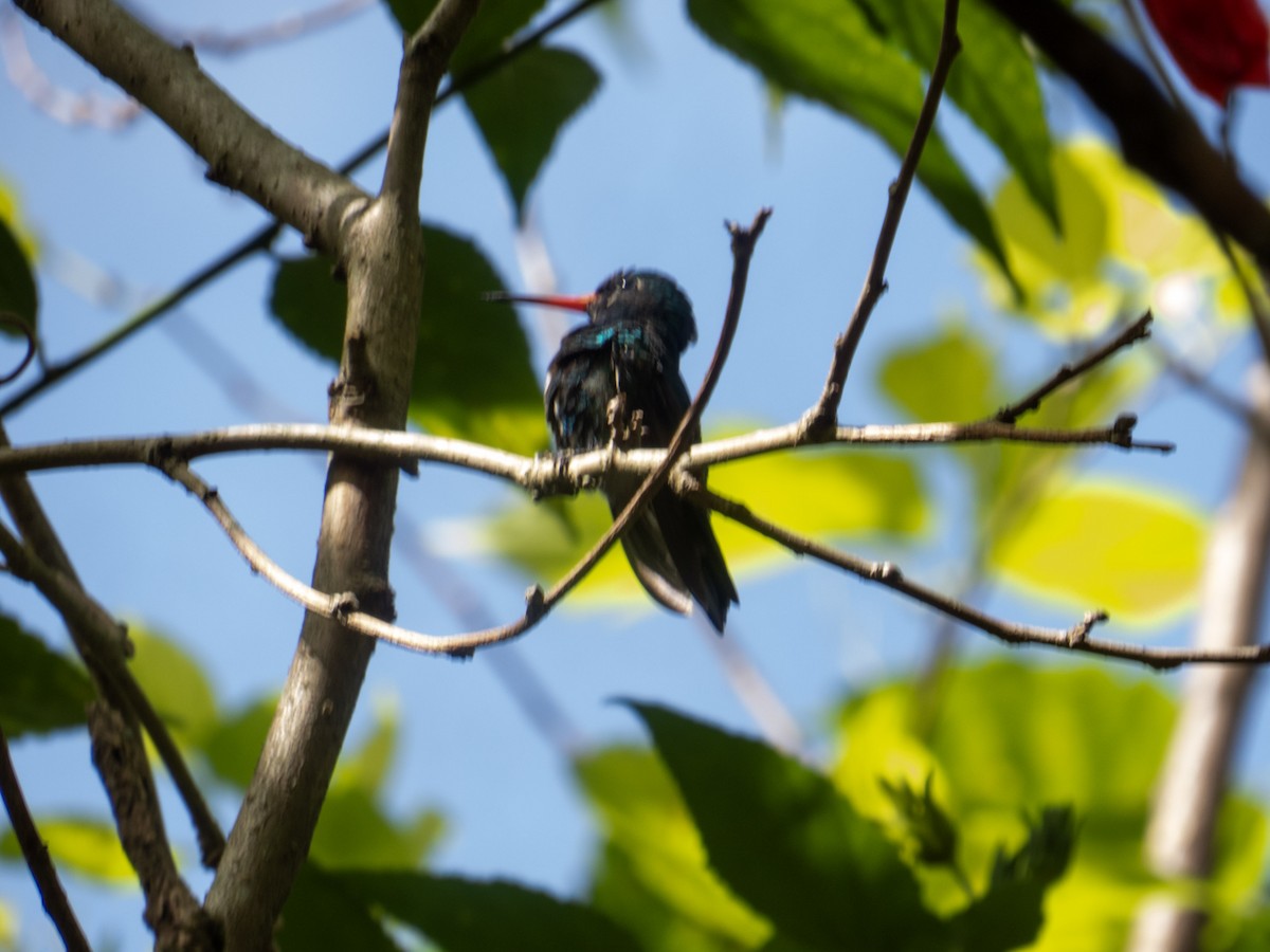 kolibřík lesklobřichý - ML620026597