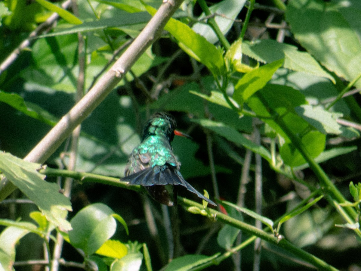 kolibřík lesklobřichý - ML620026598