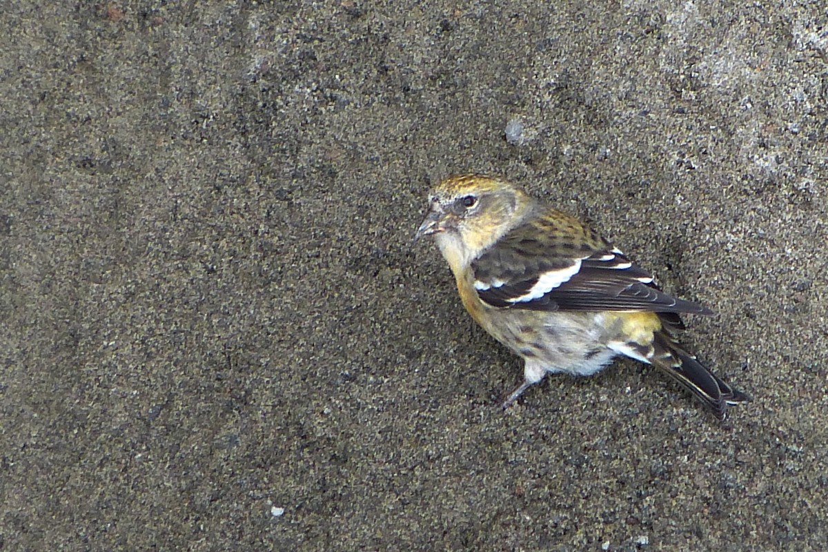 White-winged Crossbill - ML620026601