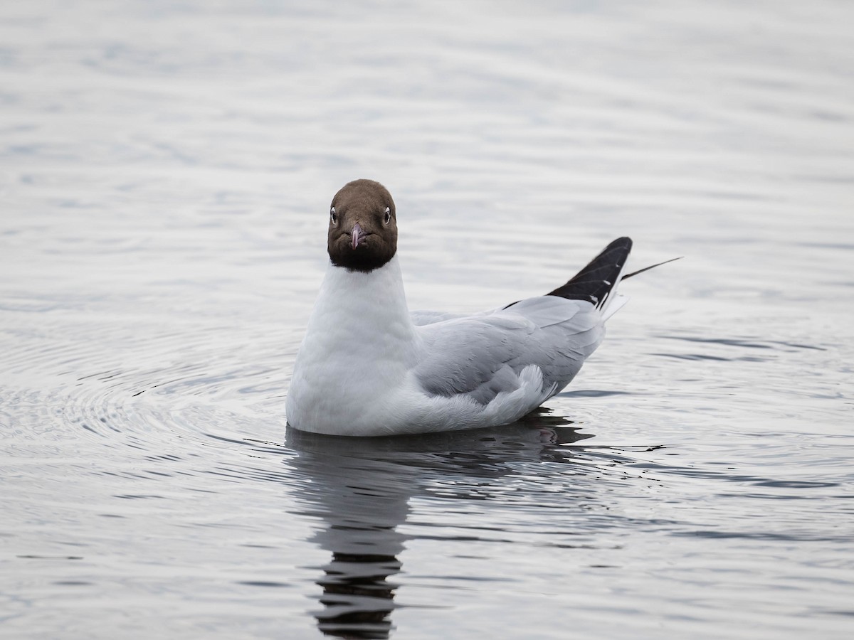 Black-headed Gull - ML620026607