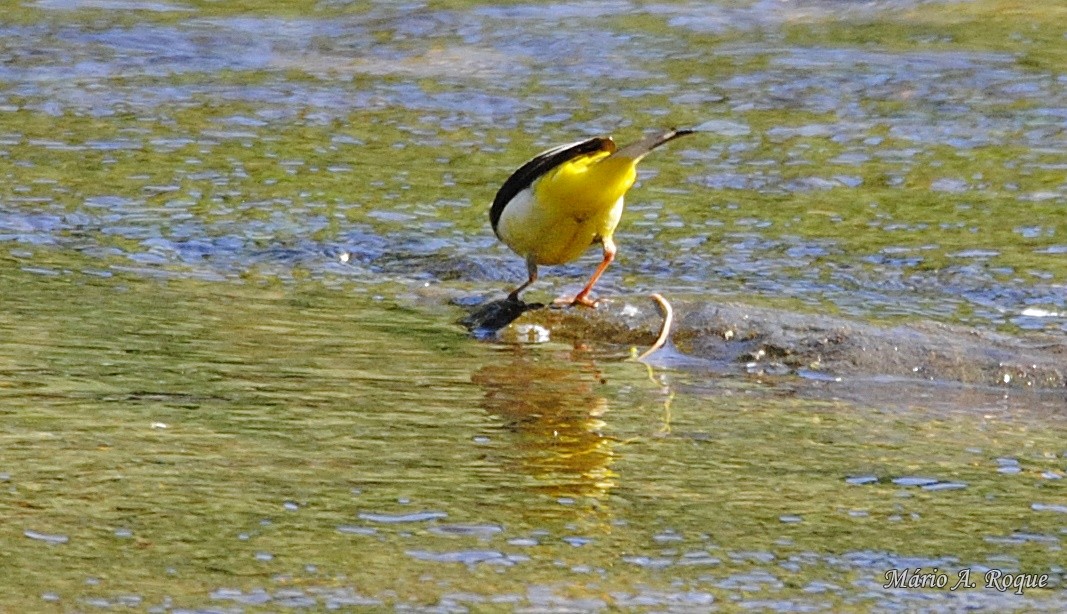 Gray Wagtail - ML620026614