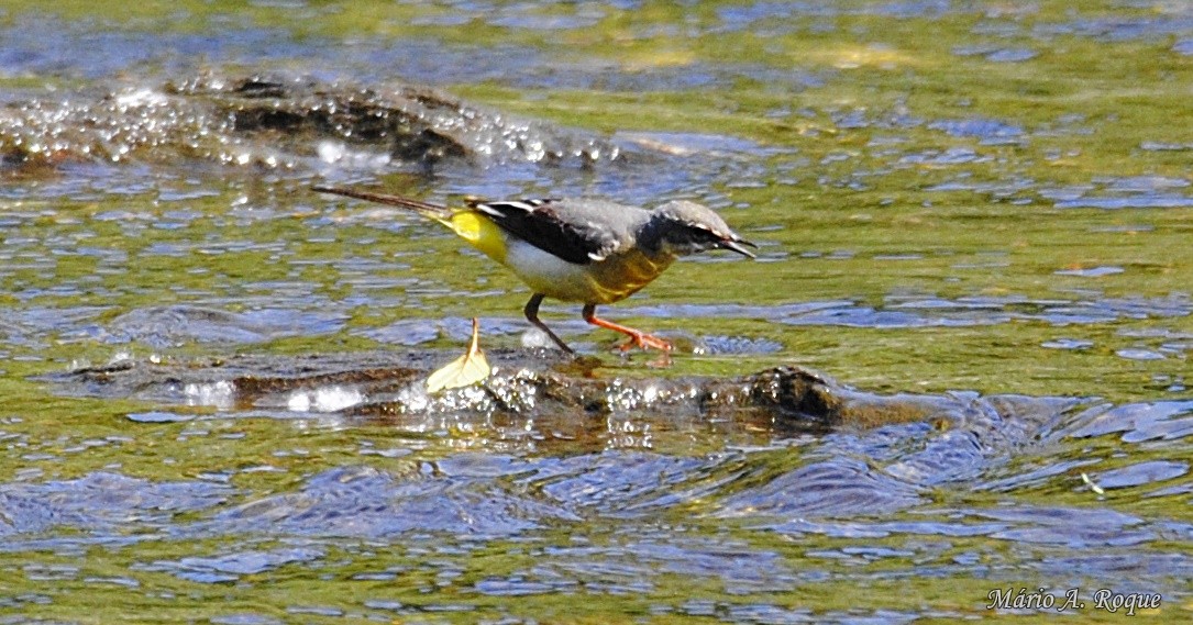 Gray Wagtail - ML620026615