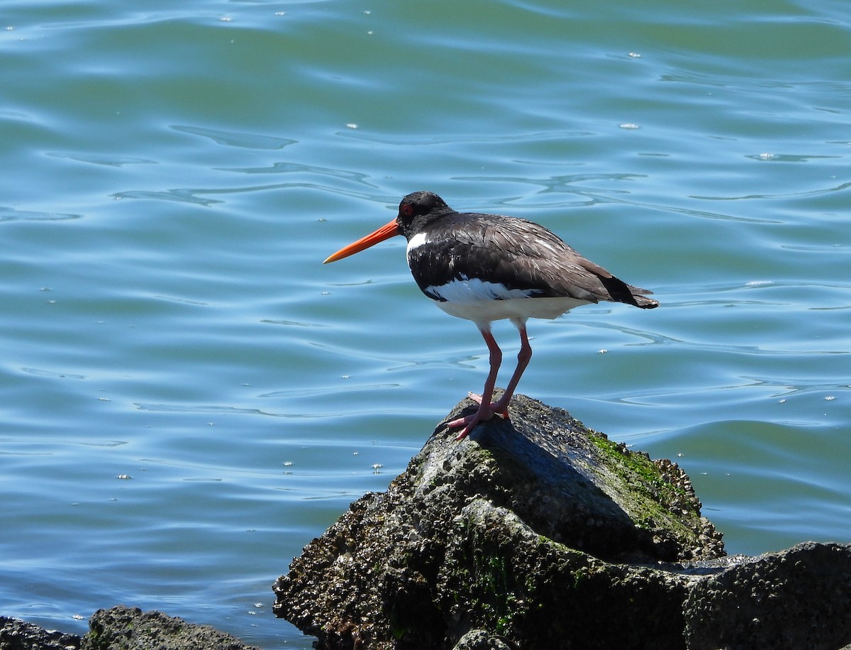 Eurasian Oystercatcher - ML620026629