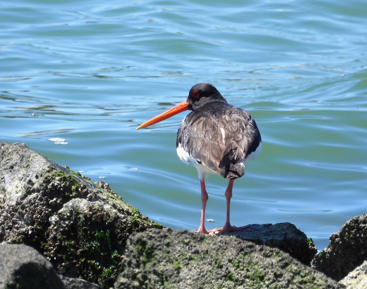 Eurasian Oystercatcher - Francesco Barberini