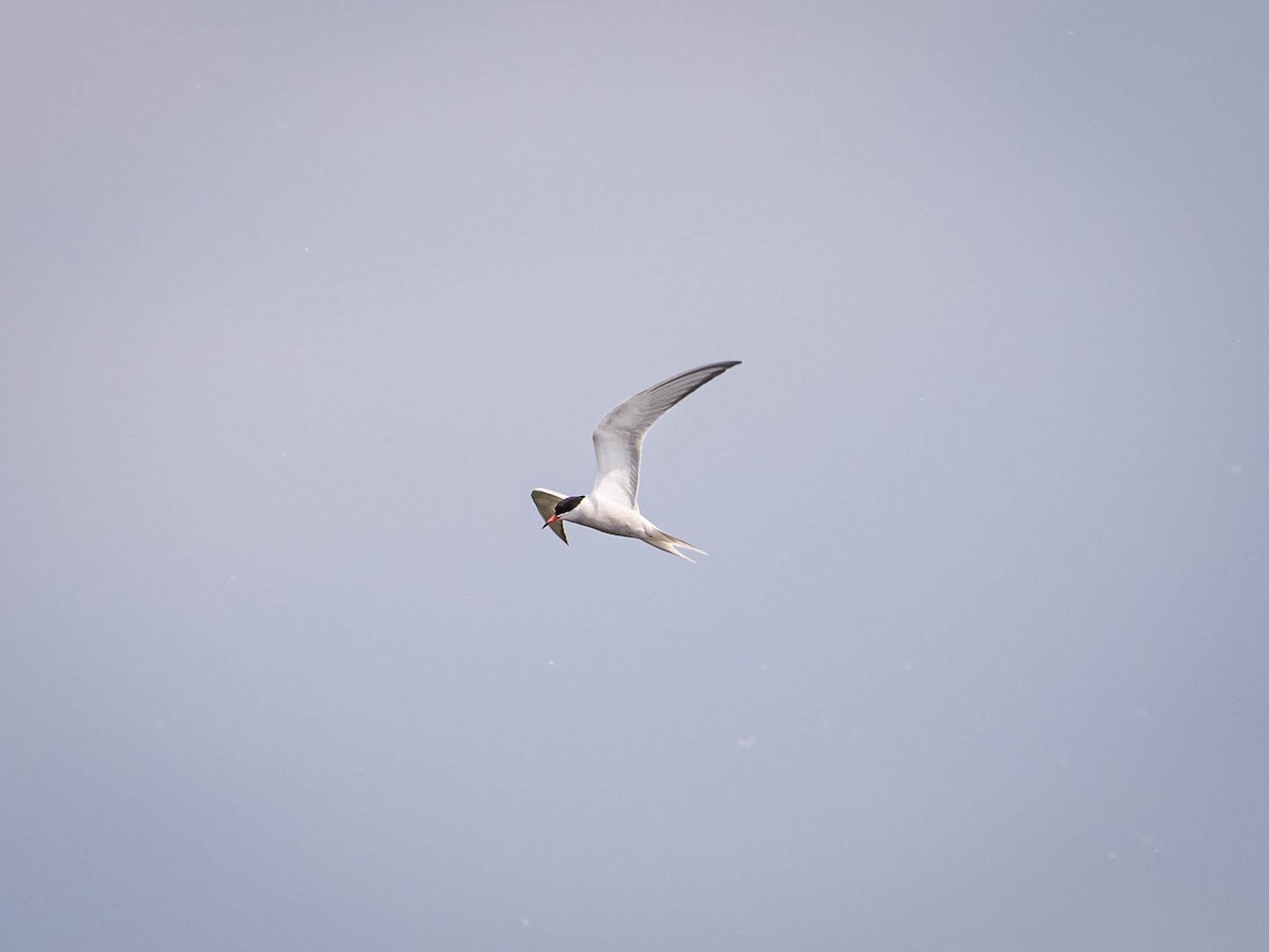 Common Tern - ML620026638