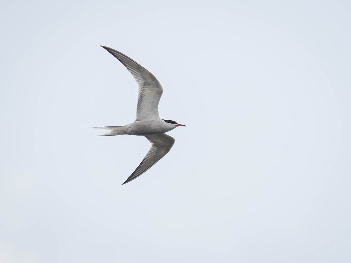 Common Tern - ML620026641