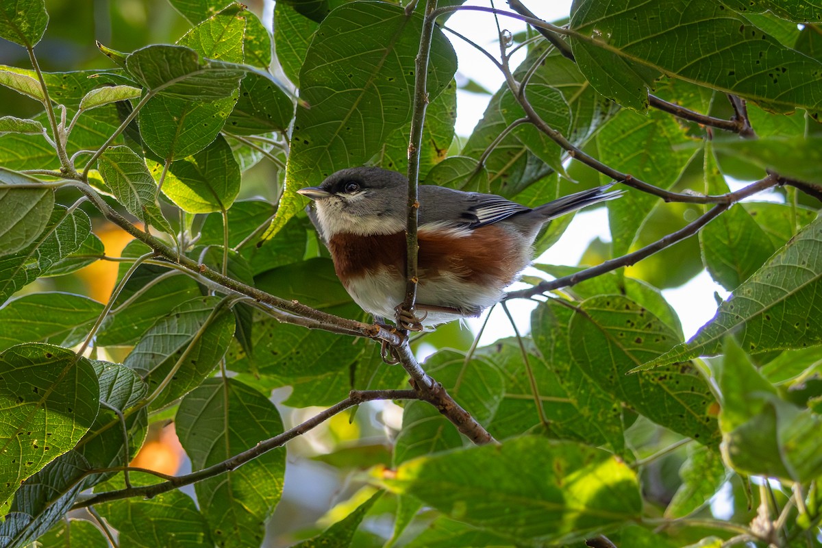 Bay-chested Warbling Finch - ML620026643