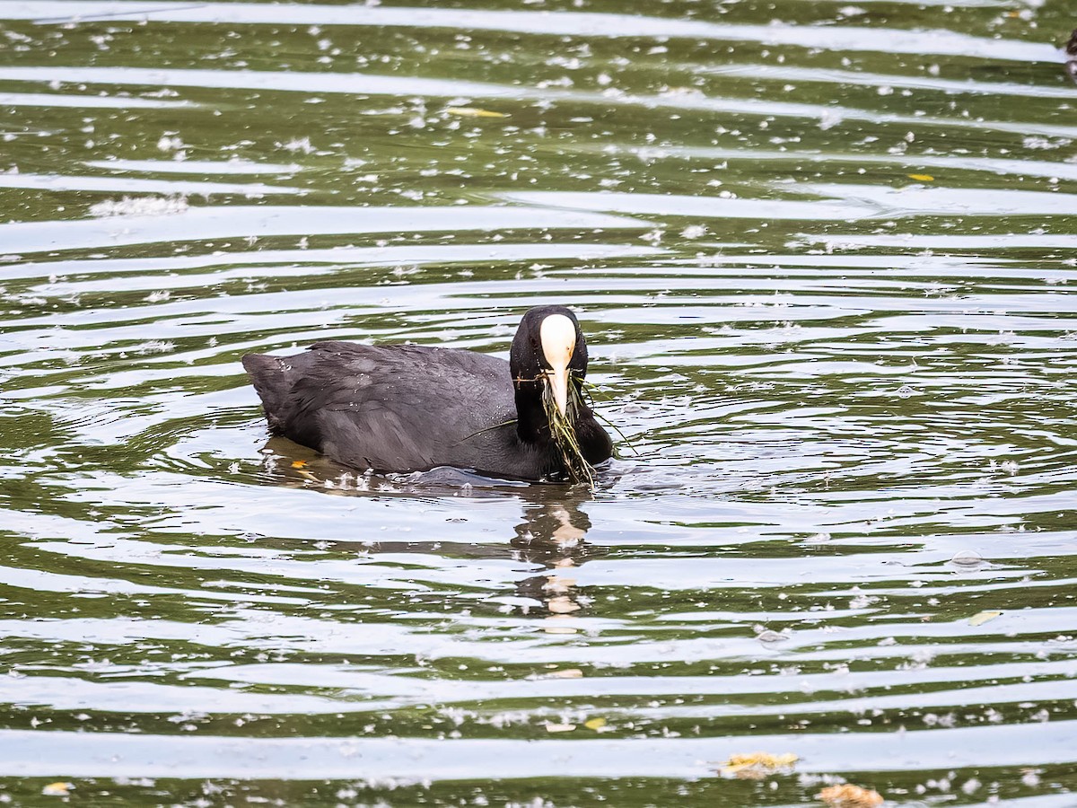 Eurasian Coot - ML620026644