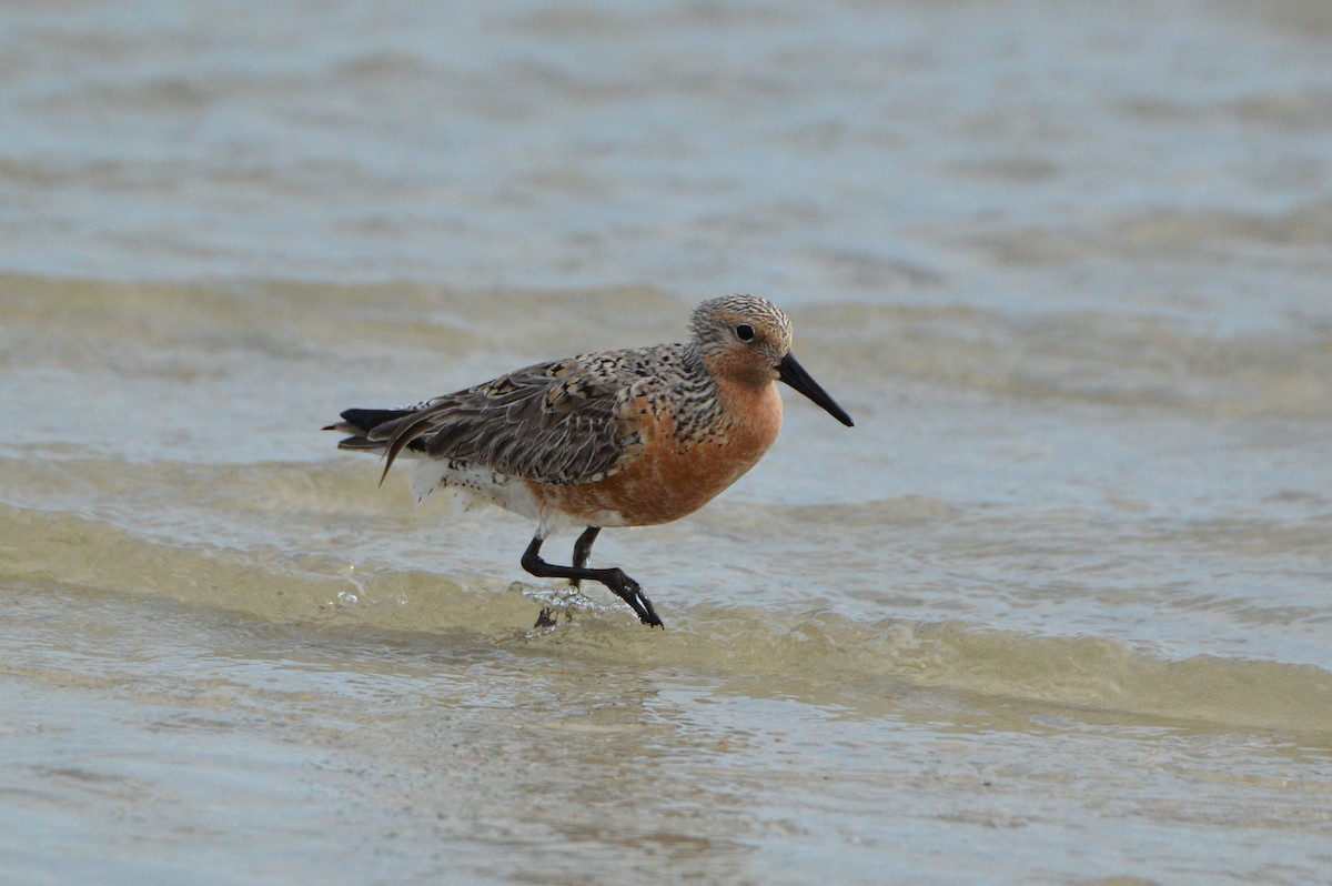Red Knot - ML620026645
