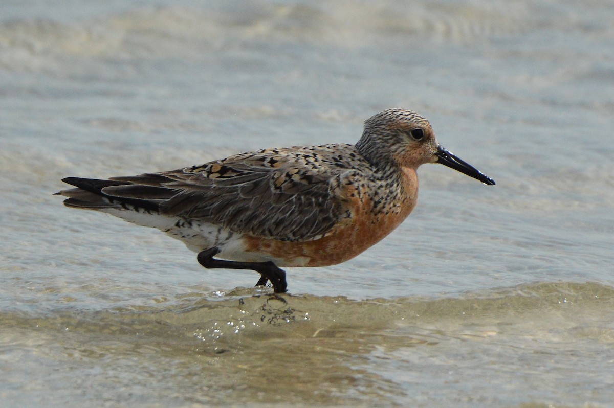 Red Knot - ML620026646