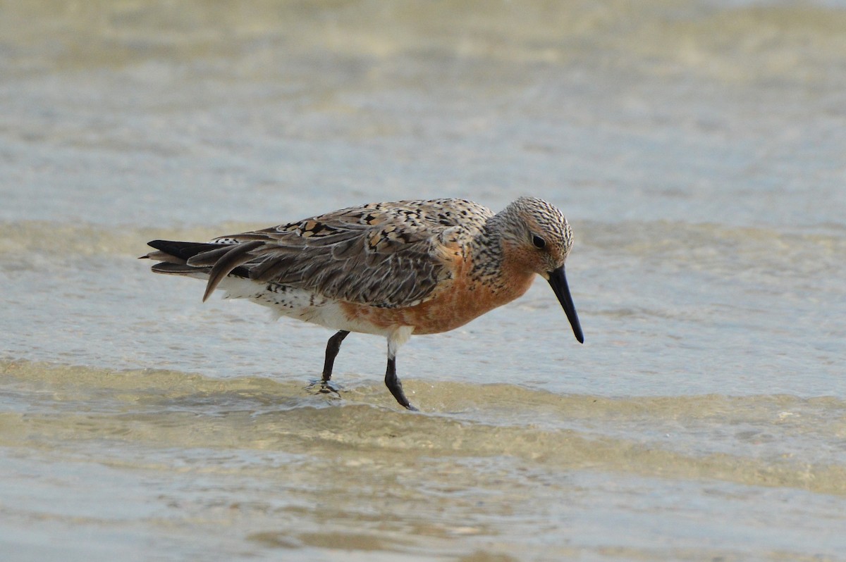 Red Knot - ML620026647