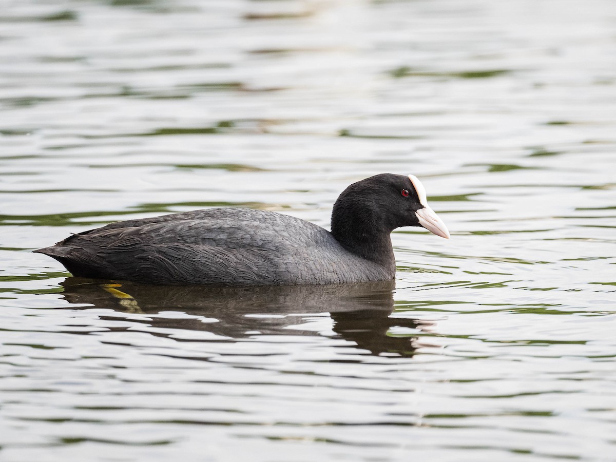 Eurasian Coot - ML620026650