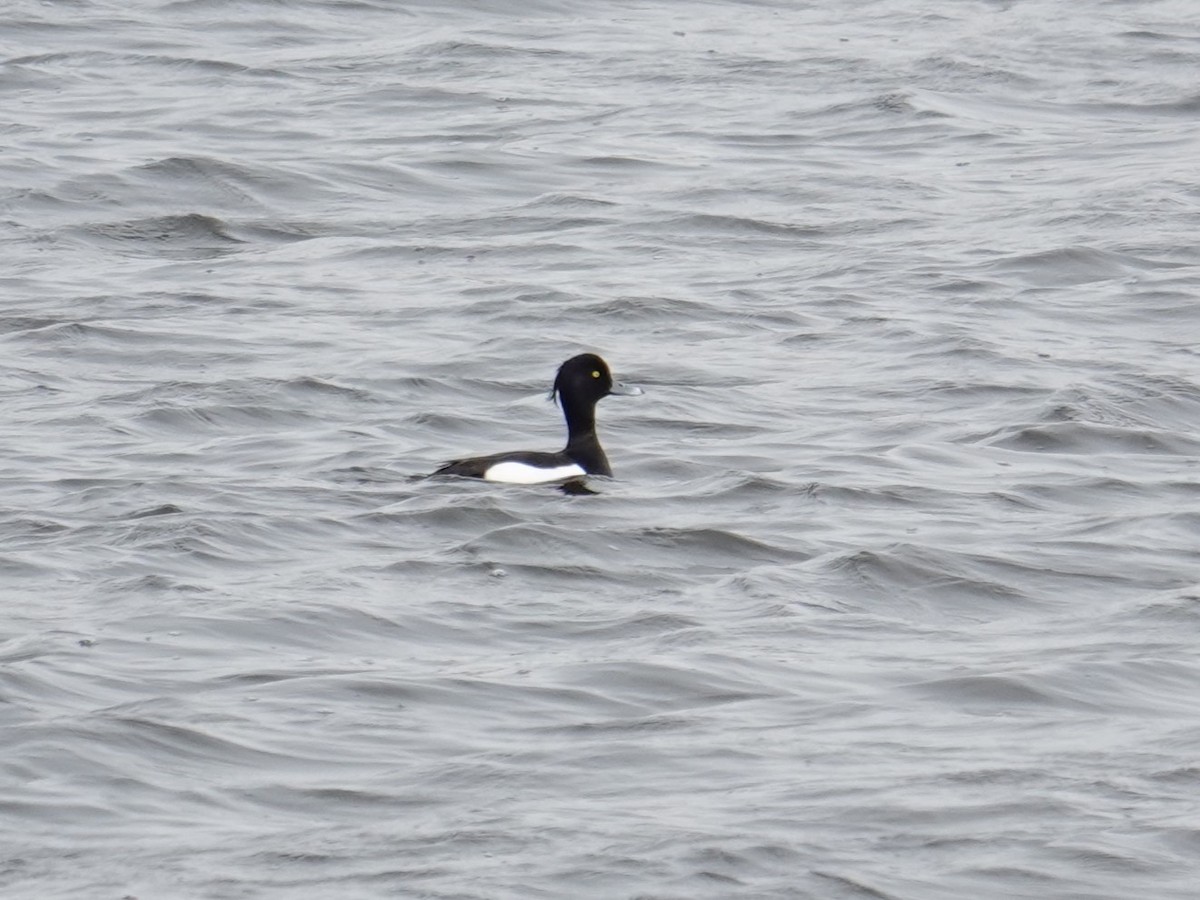 Tufted Duck - ML620026651