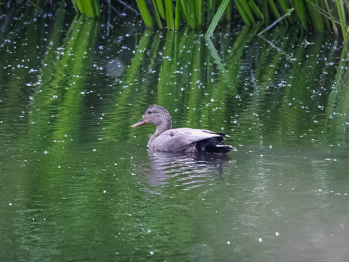 Gadwall - ML620026652