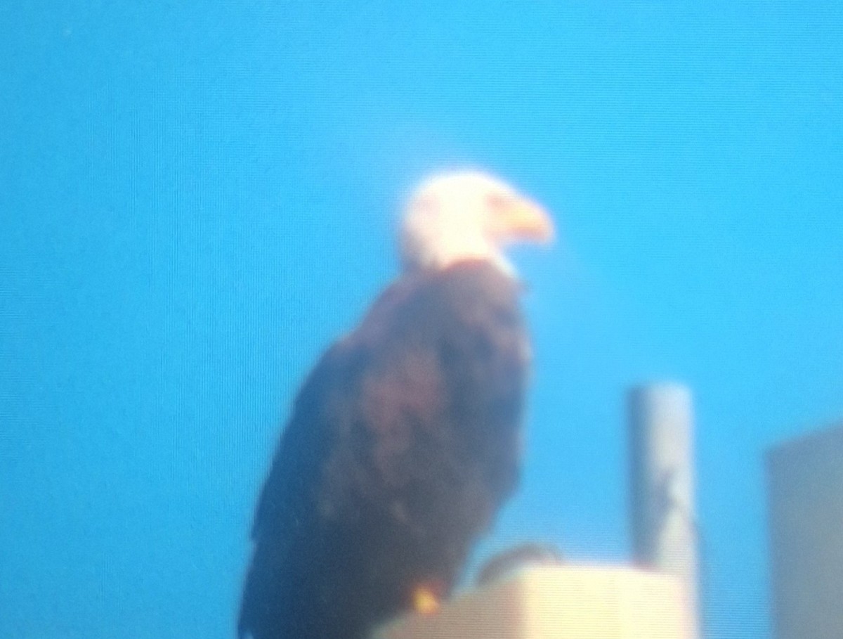 Bald Eagle - ML620026659