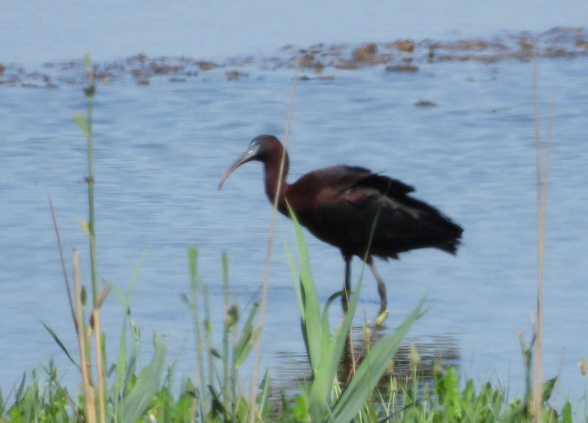 Glossy Ibis - ML620026660