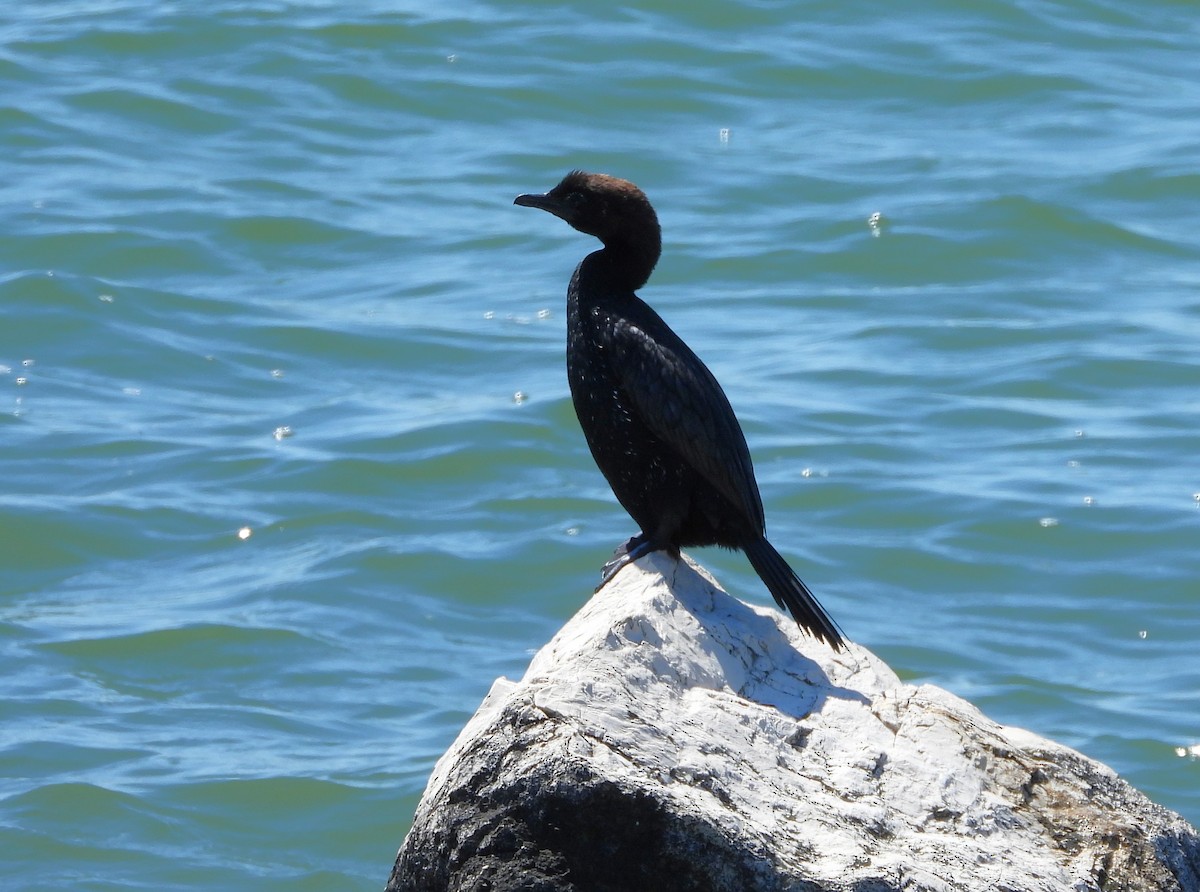 Pygmy Cormorant - ML620026663