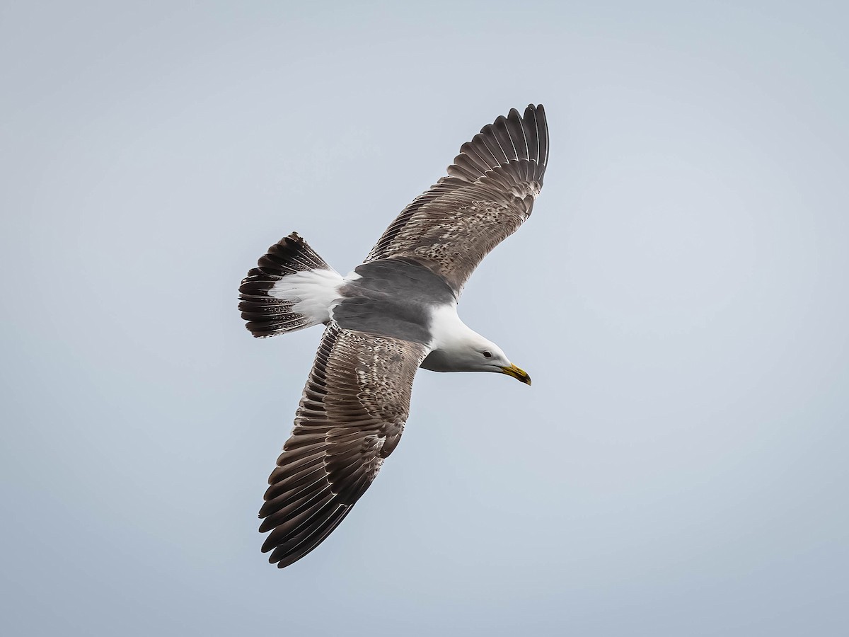 Gaviota Sombría - ML620026664