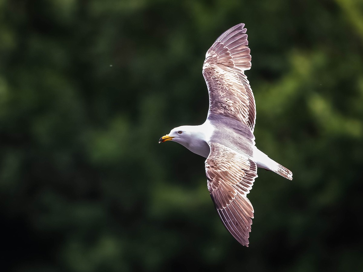 Lesser Black-backed Gull - Boon Chong Chen