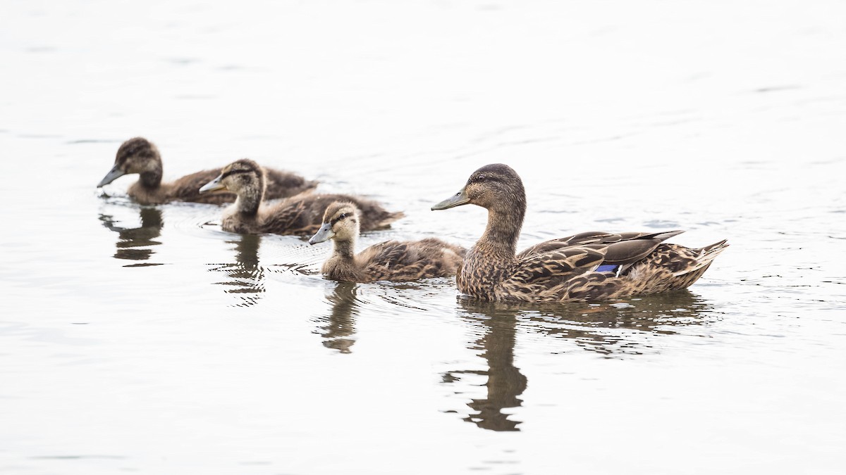 Canard colvert - ML620026675