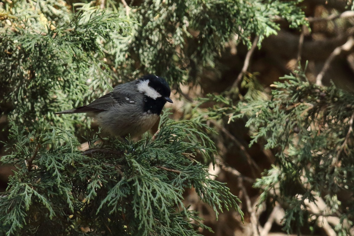 Coal Tit - ML620026684