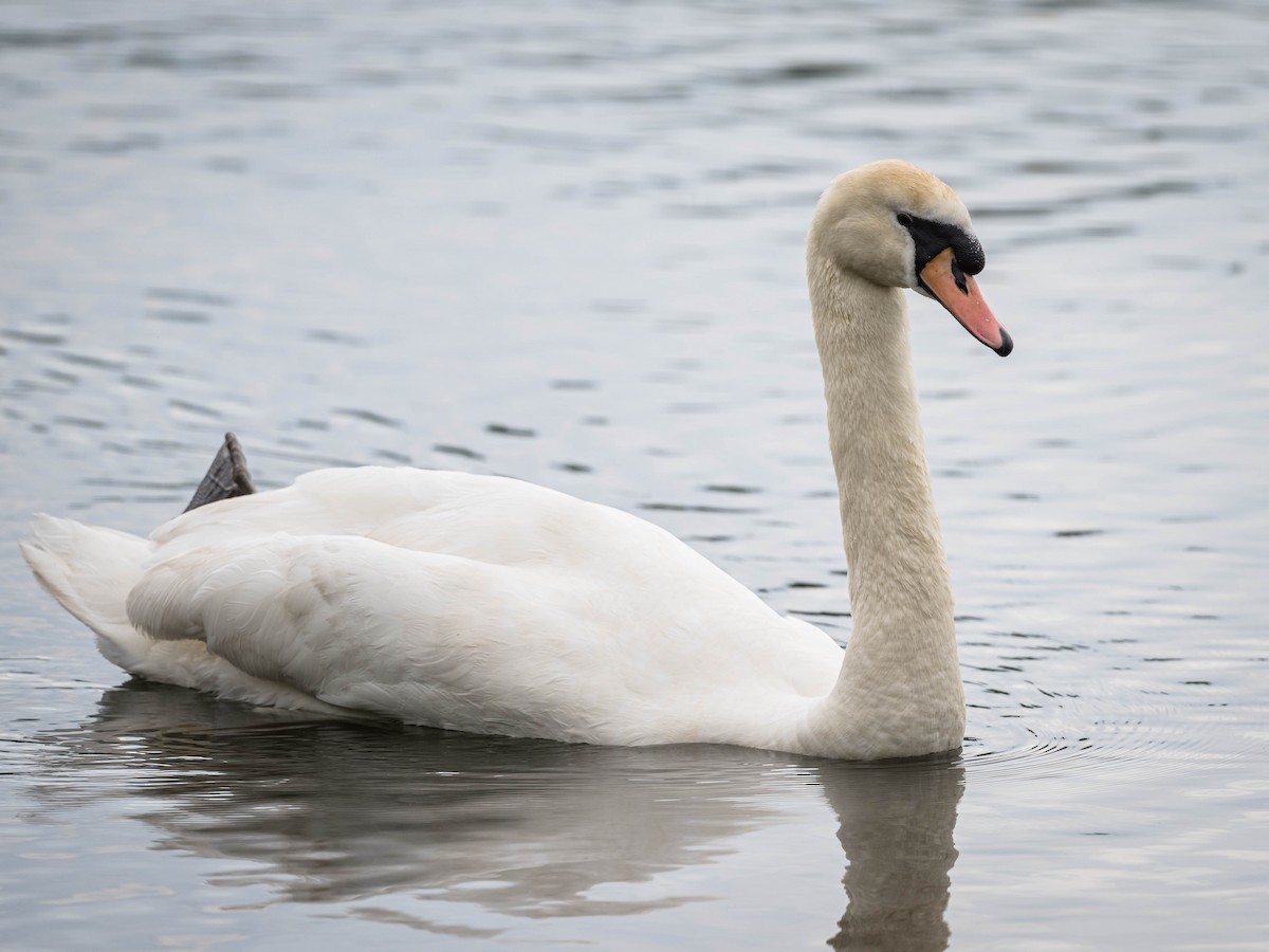 Mute Swan - ML620026720