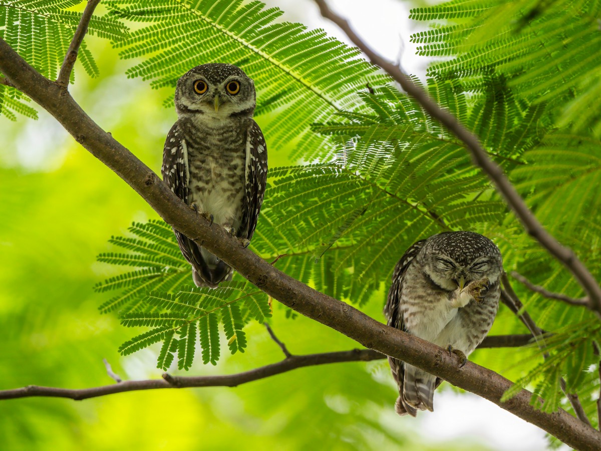 Spotted Owlet - ML620026724