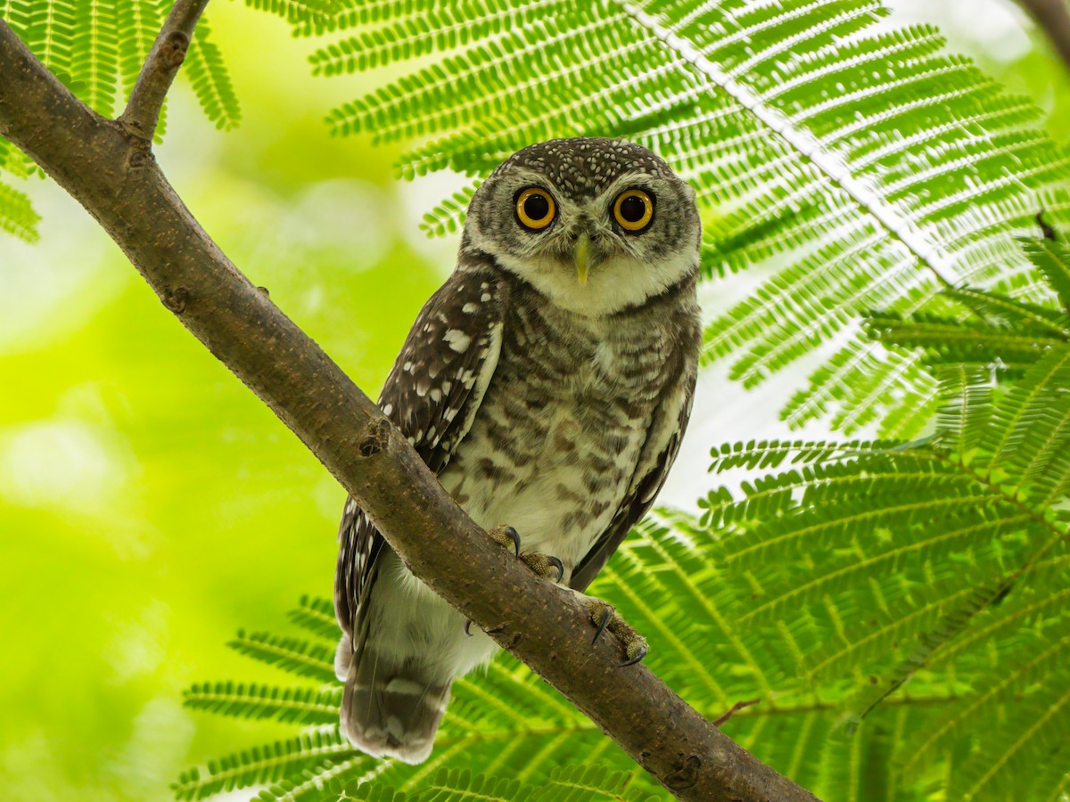 Spotted Owlet - ML620026725