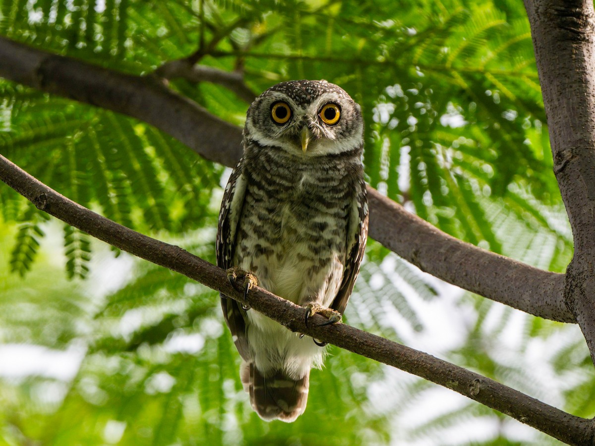 Spotted Owlet - ML620026726
