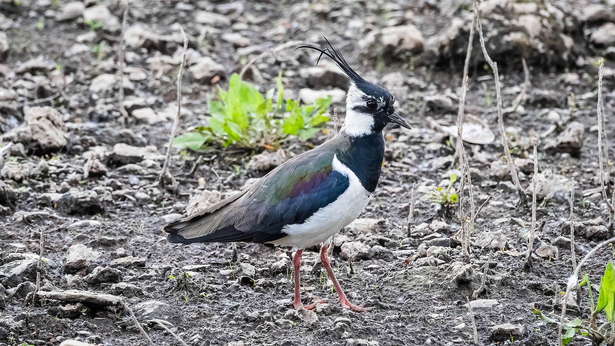 Northern Lapwing - ML620026731