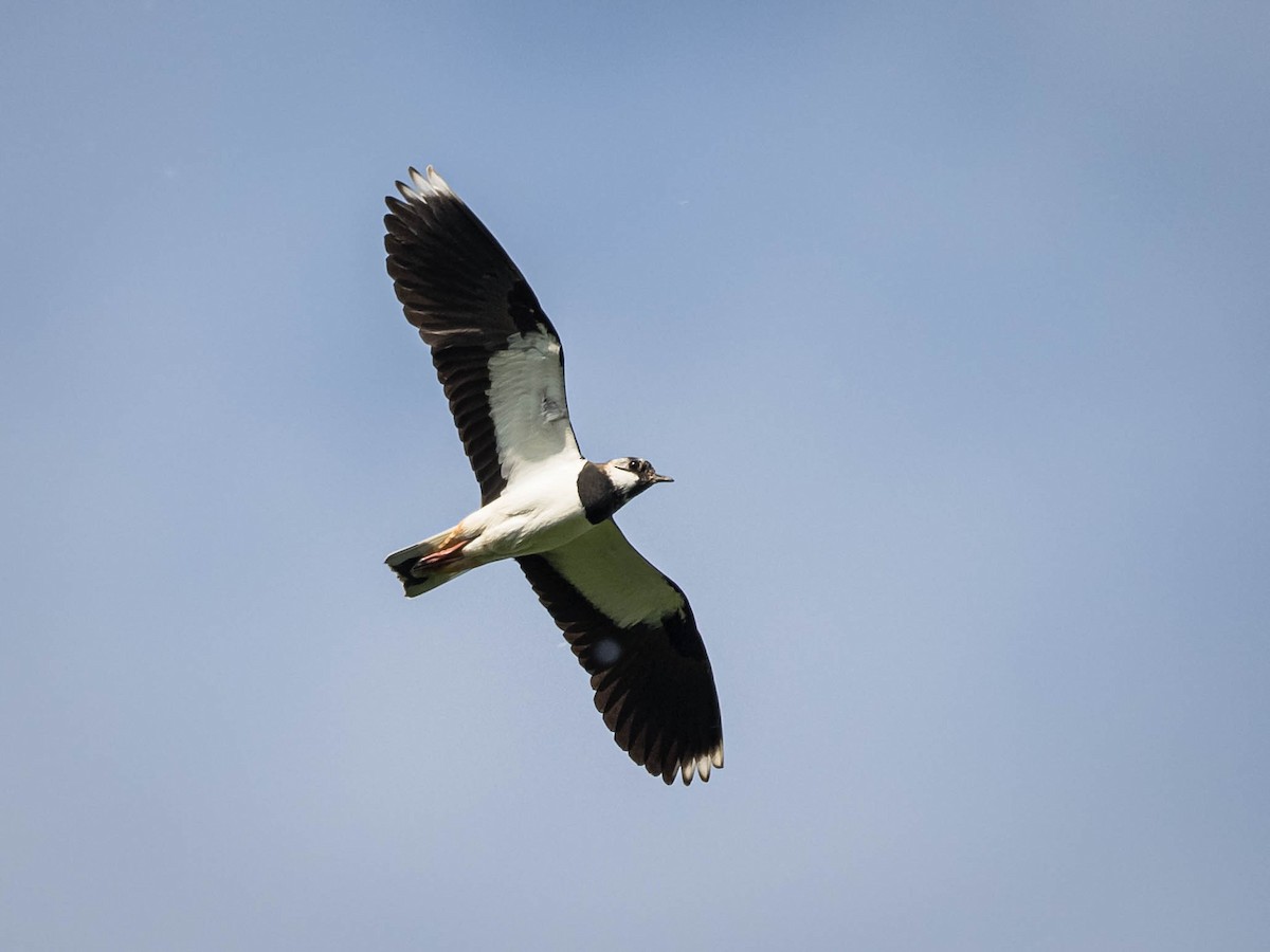 Northern Lapwing - ML620026747