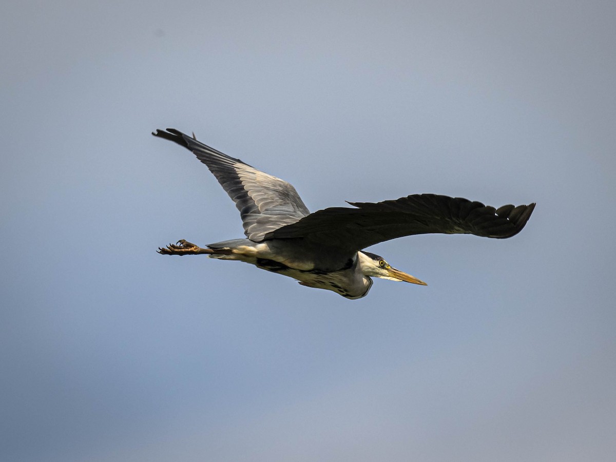 Gray Heron - ML620026766