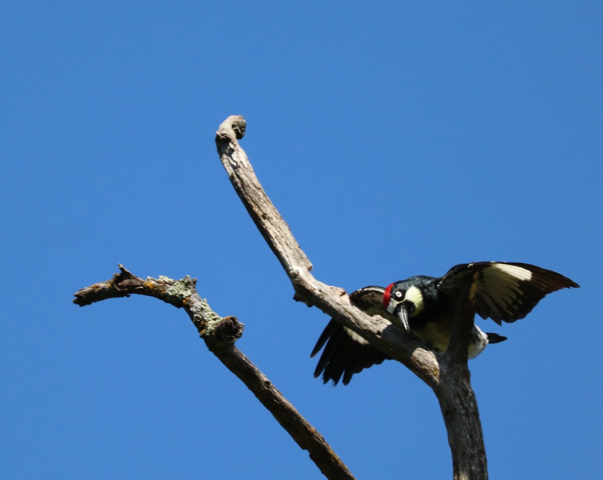 Acorn Woodpecker - ML620026775