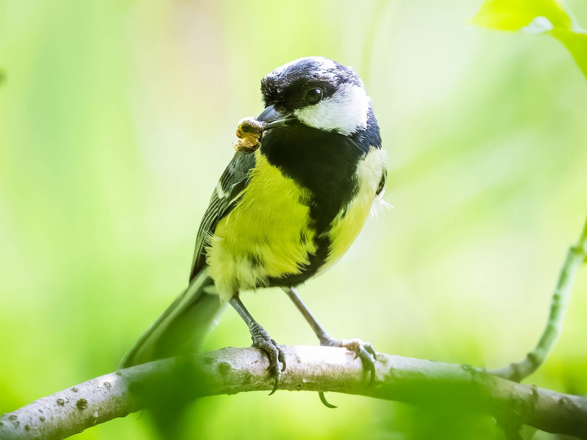 Mésange charbonnière - ML620026782