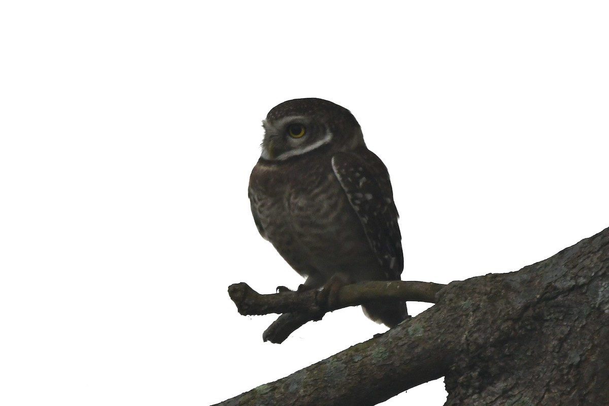 Spotted Owlet - ML620026783