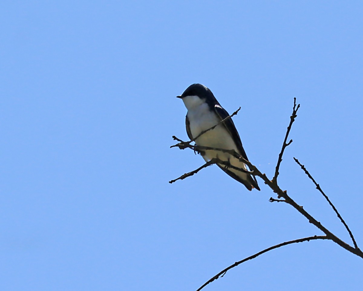 Tree Swallow - ML620026806