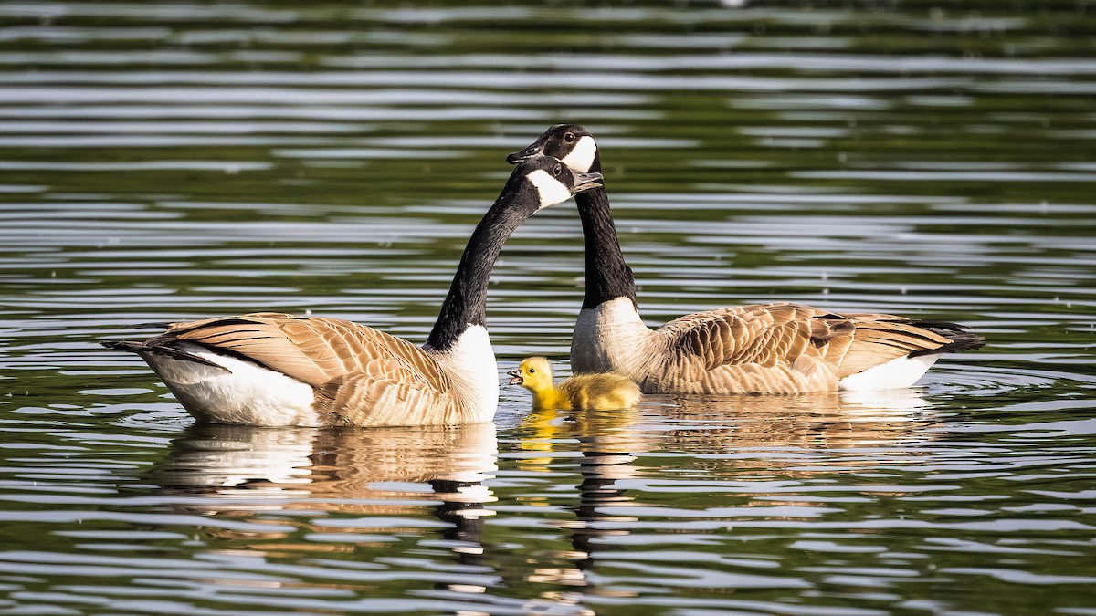 Canada Goose - ML620026812