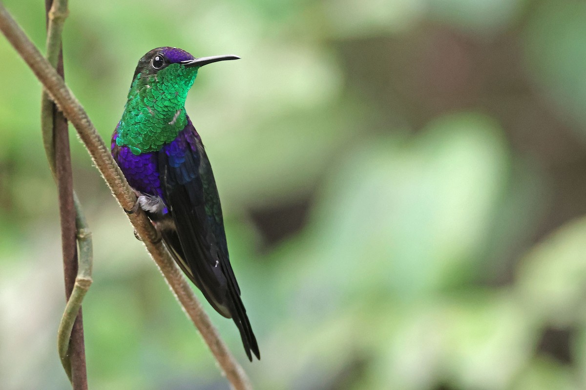 kolibřík vidloocasý (ssp. venusta/townsendi/colombica/rostrifera) - ML620026816