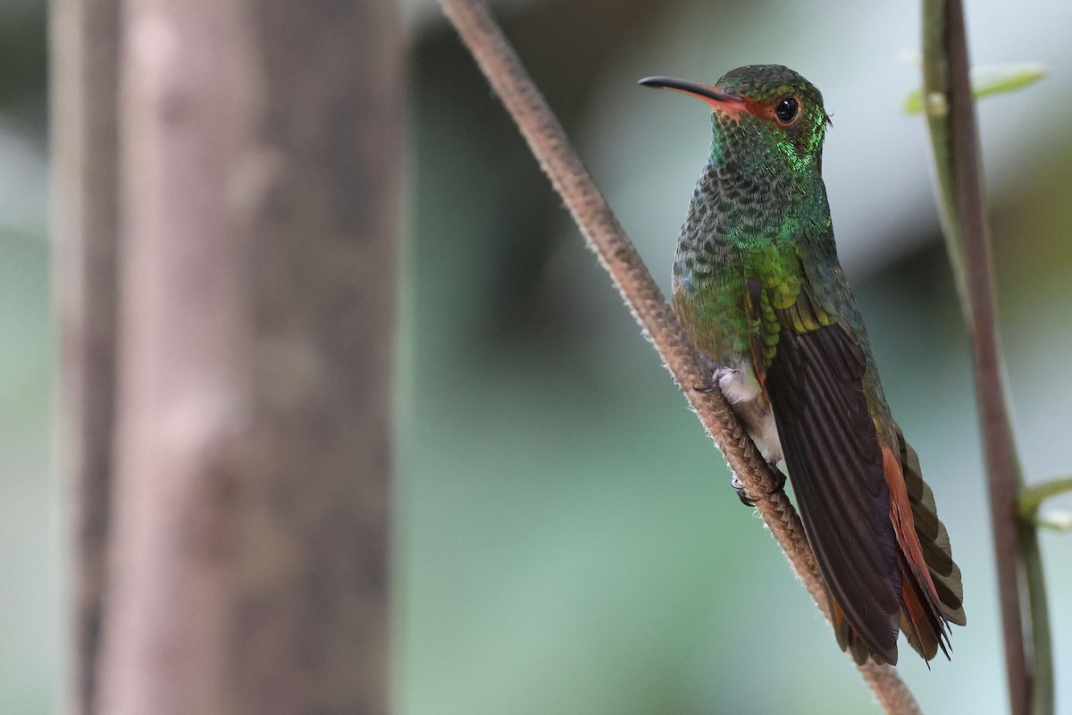 Rufous-tailed Hummingbird (Rufous-tailed) - ML620026827