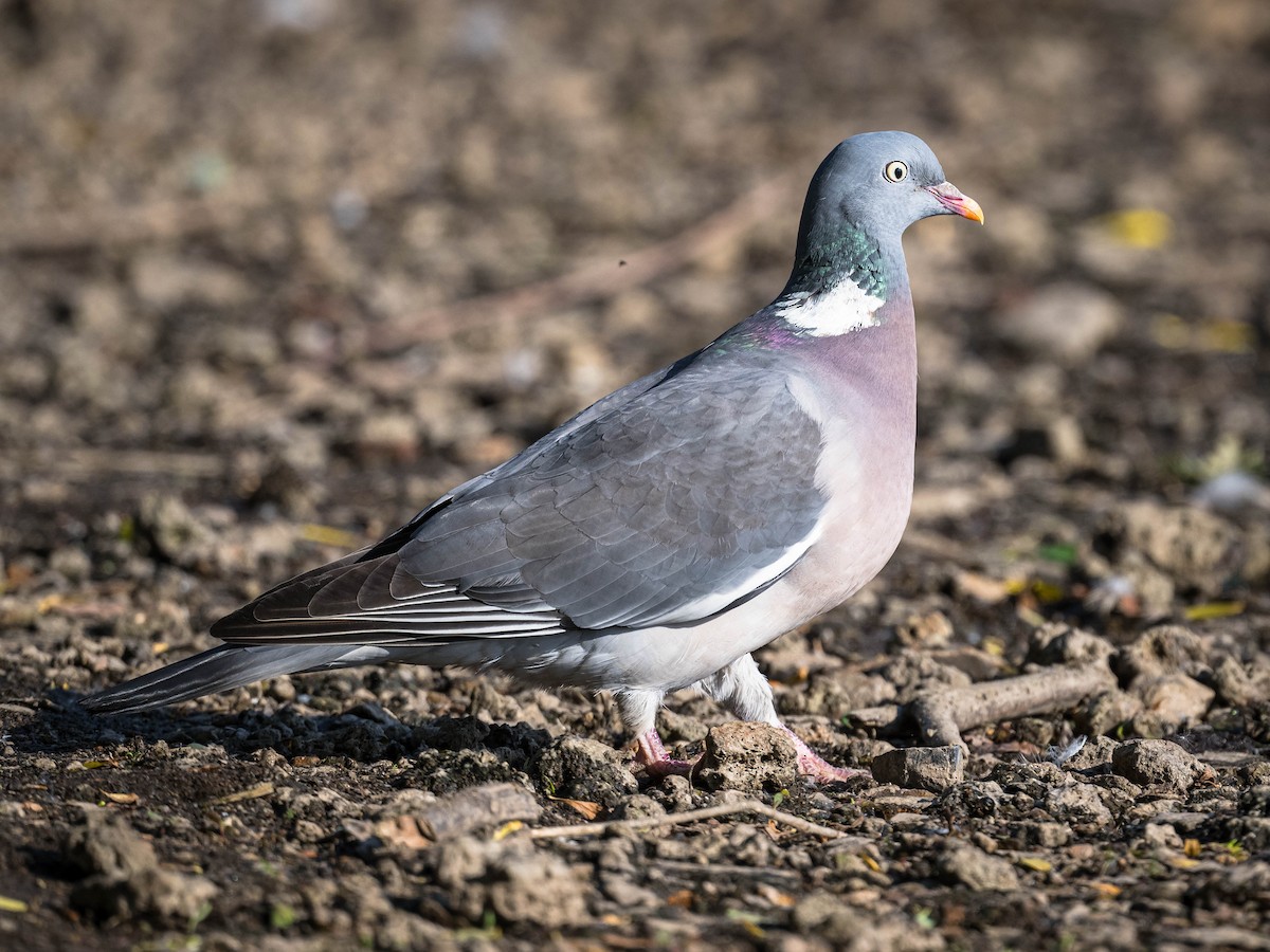 Common Wood-Pigeon - ML620026831