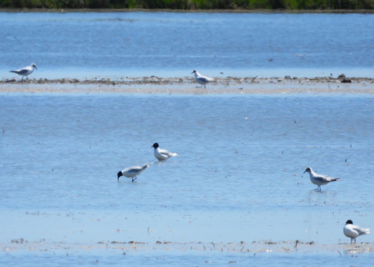 Mouette mélanocéphale - ML620026841