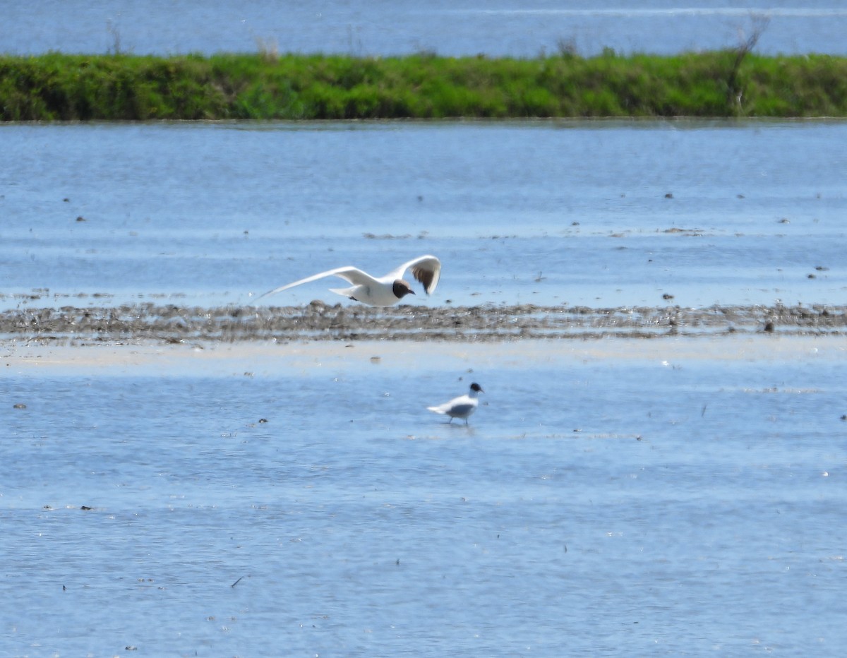 Gaviota Reidora - ML620026843