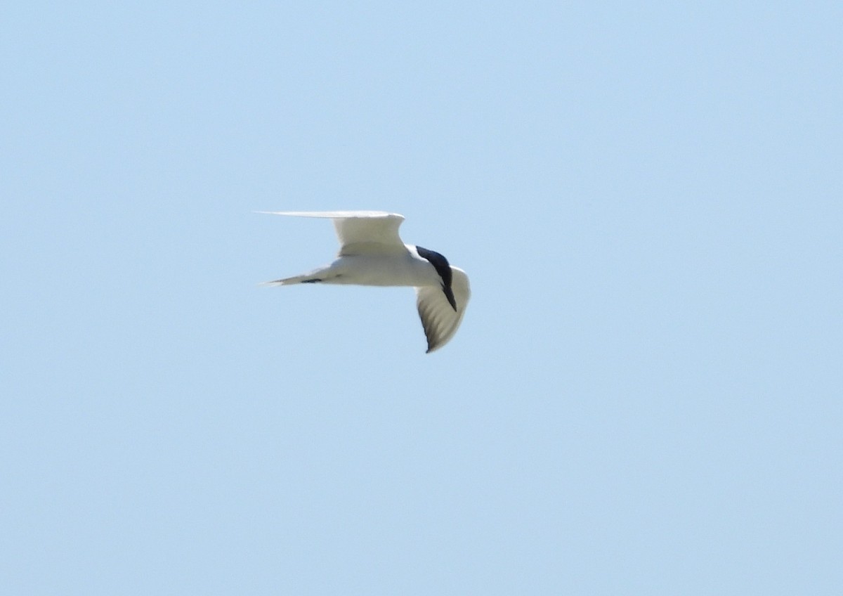 Gull-billed Tern - ML620026846
