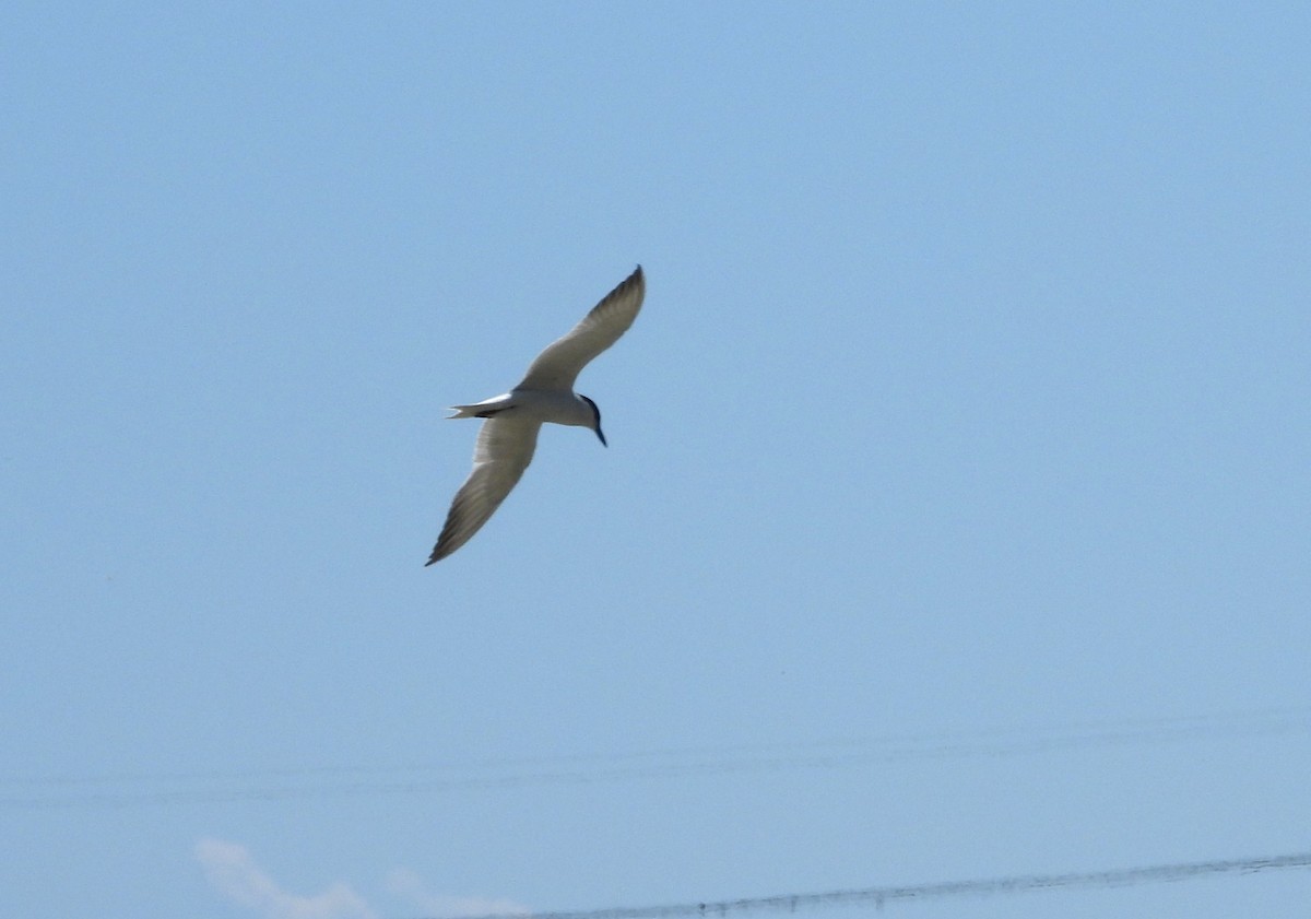 Gull-billed Tern - ML620026847