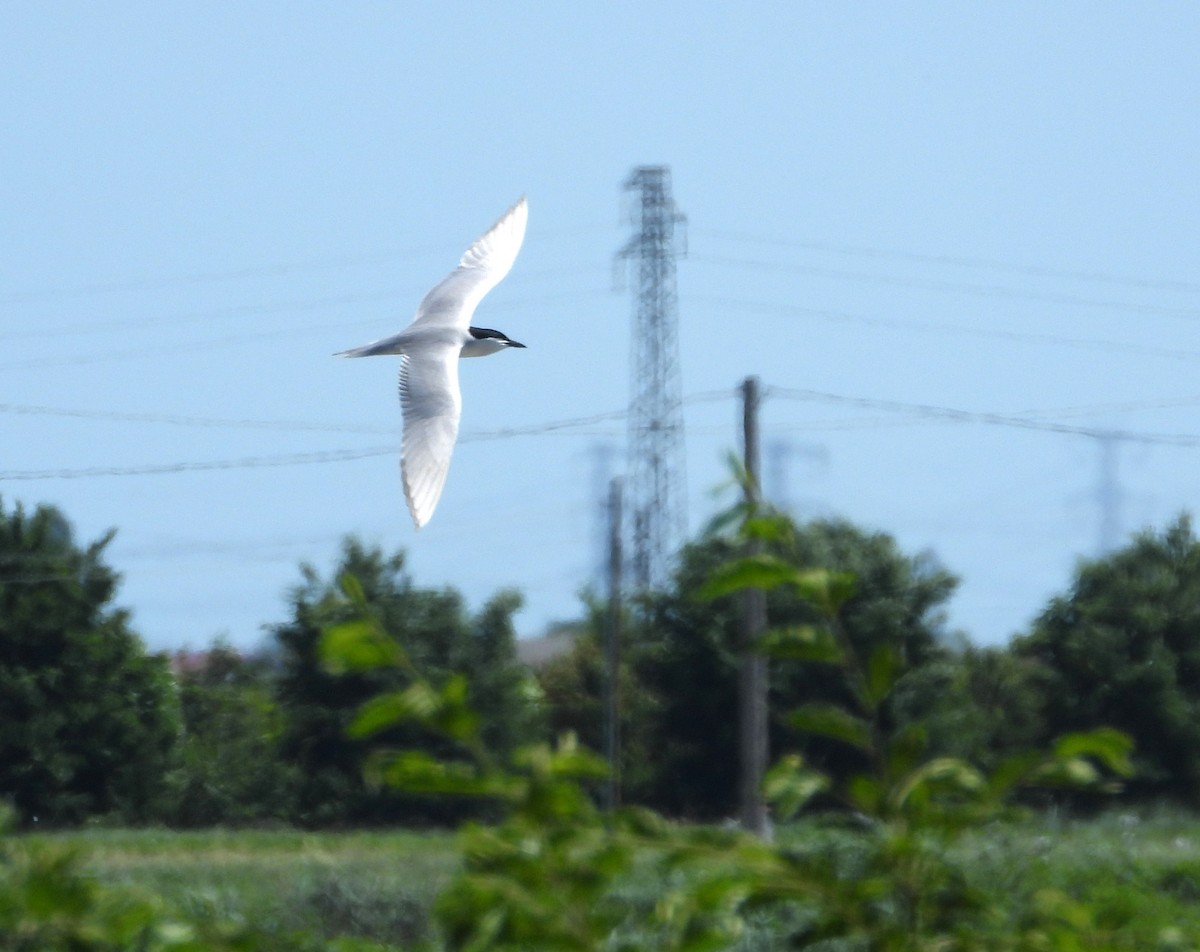 Gull-billed Tern - ML620026848