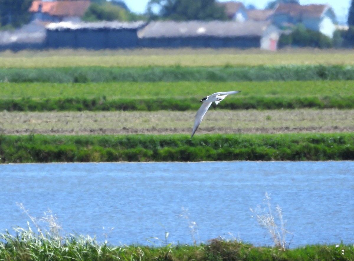 Gull-billed Tern - ML620026849