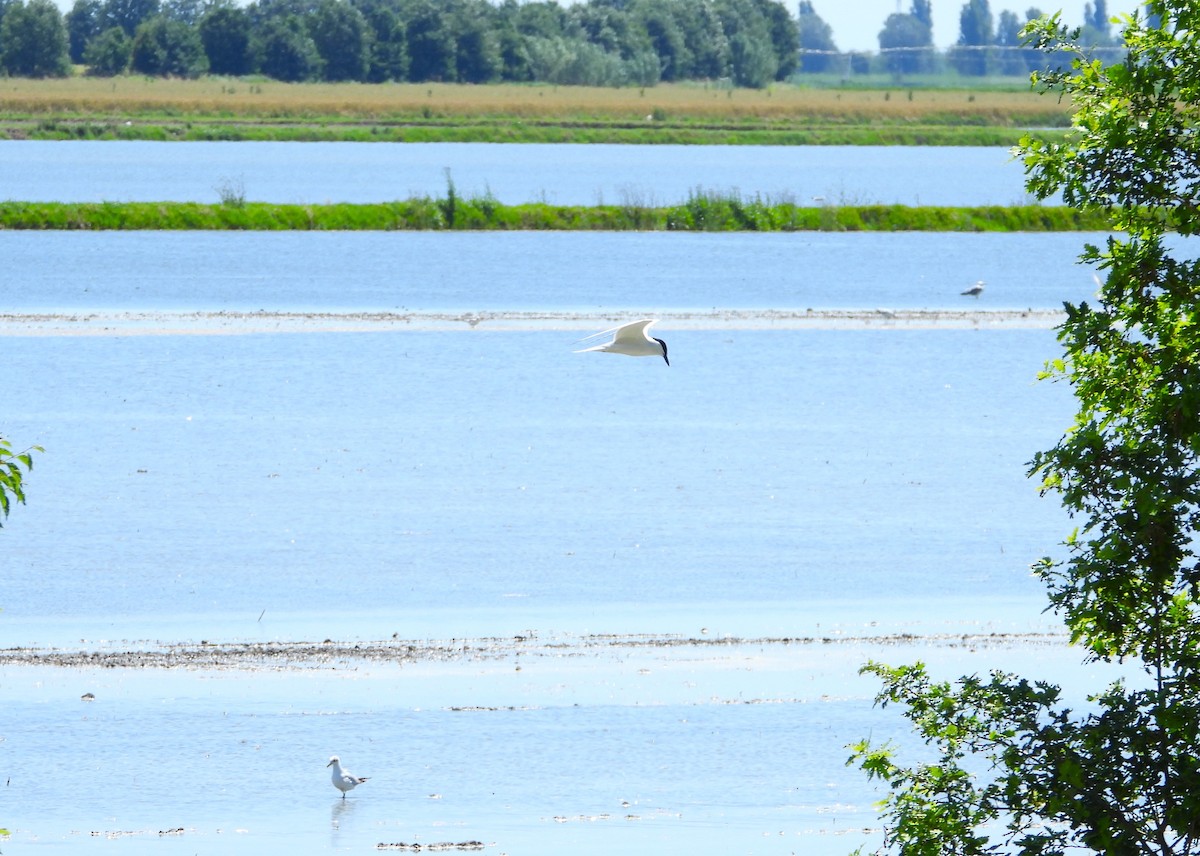 Gull-billed Tern - ML620026850