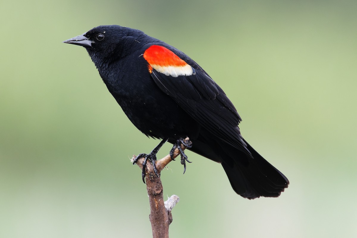 Red-winged Blackbird - ML620026856
